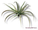 9" Tillandsia ( CM5177-GR )