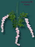 37'' Cassia Fistula ( H3001-PK )