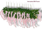 37'' Cassia Fistula ( H3001-PK )