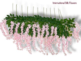 37'' Cassia Fistula ( H3001-PK )