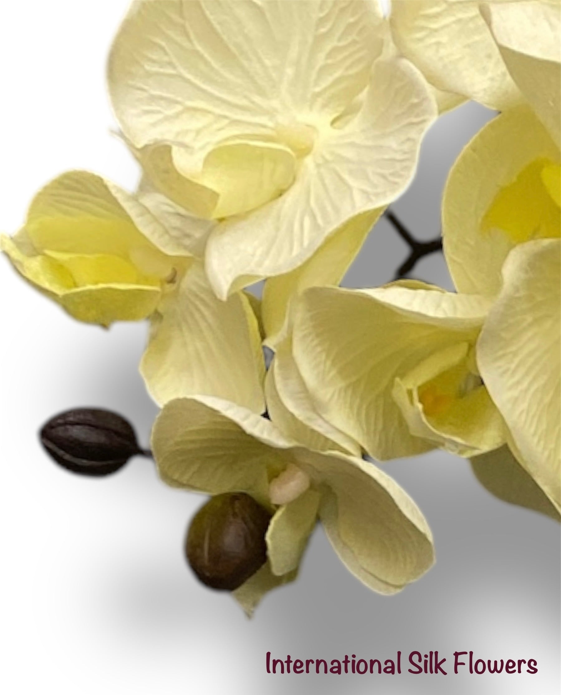 36" Silk Orchid Spray ( S1TJ16-Cream2 ) INT57A