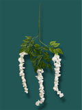 37'' Cassia Fistula ( H3001-WH )