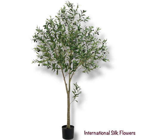 6'  Olive Tree ( LTO288-GR )