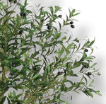 6'  Olive Tree ( LTO288-GR )