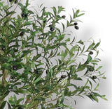 6'  Olive Tree ( LTO288-GR )