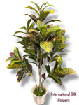 5' Croton Tree ( TC5718 )