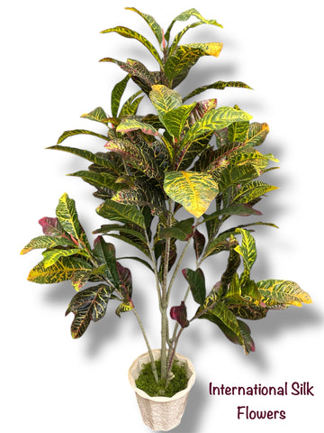 5' Croton Tree ( TC5718 )