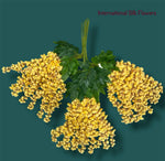 37'' Cassia Fistula ( H3001-Apricot Yellow  )