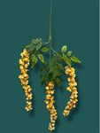 37'' Cassia Fistula ( H3001-Apricot Yellow  )