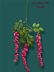 37'' Cassia Fistula ( H3001-BT  )