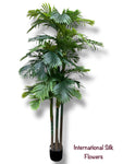 9.17' Areca Palm  Tree ( INT836 )