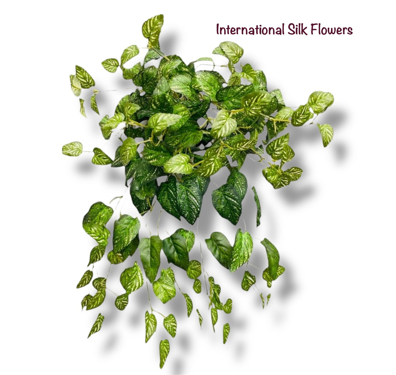 26" Spotted Coleus Bush ( INT584-KA )