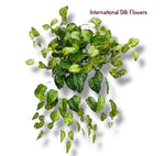 26" Spotted Coleus Bush ( INT584-KA )