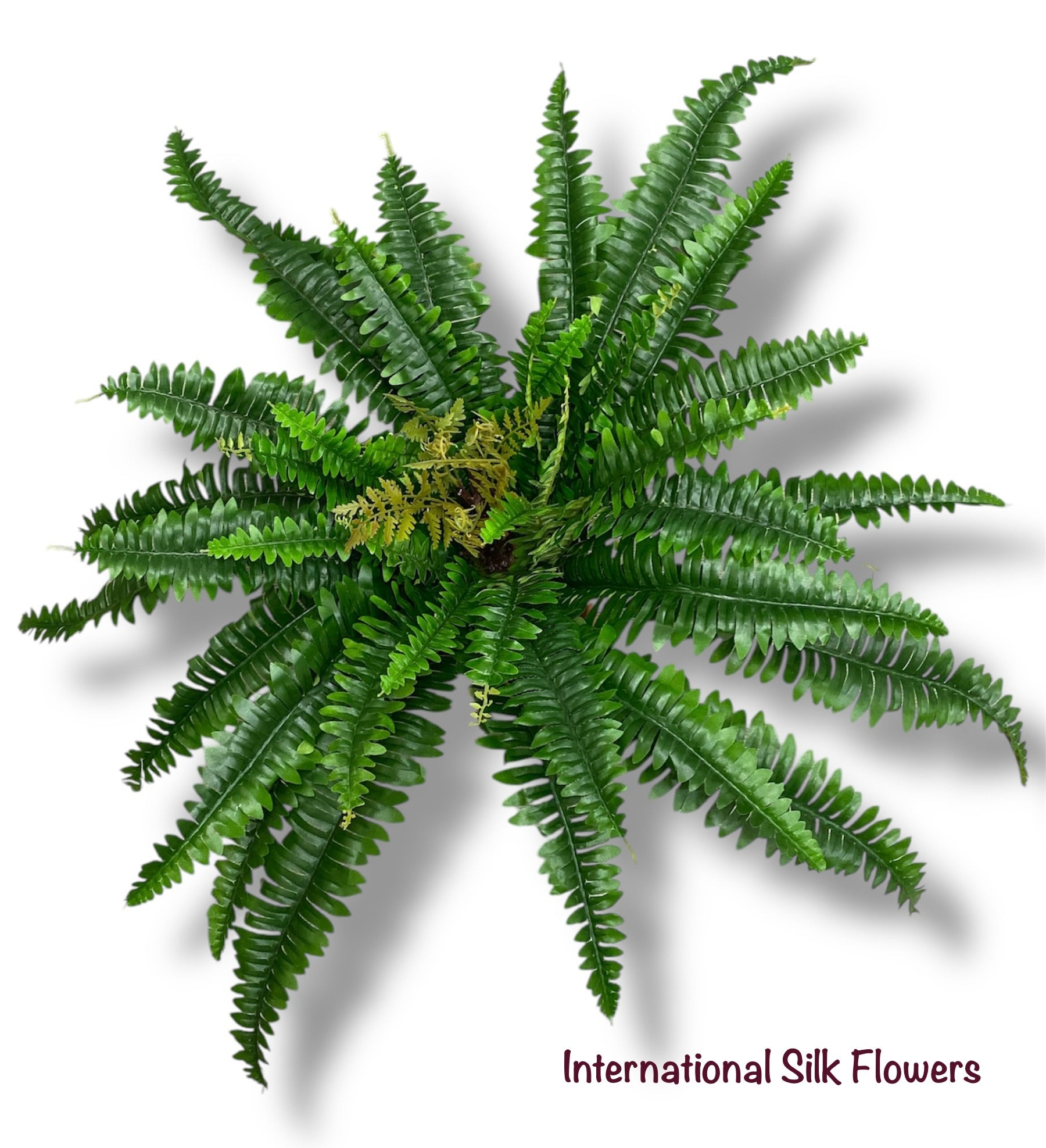 28'' Boston Fern Bush ( INT2849 )