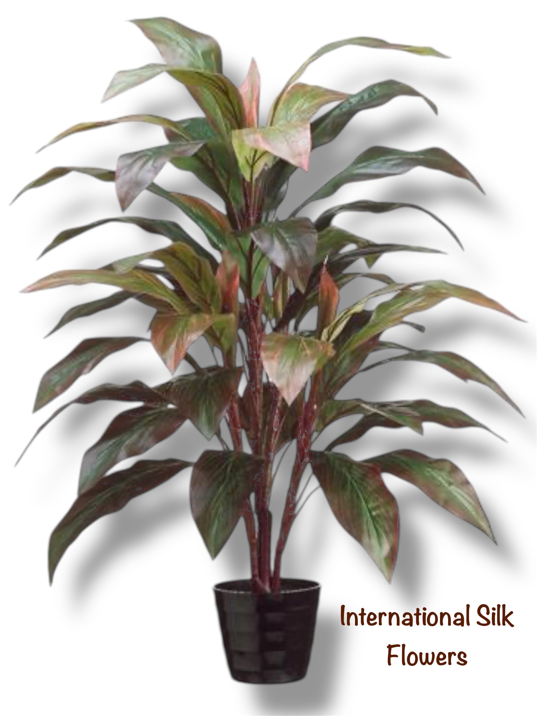 3.33' Cordyline Plant ( LPC840-RE/GR )