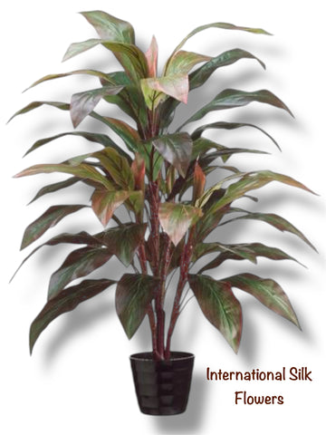 3.33' Cordyline Plant ( LPC840-RE/GR )