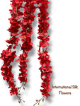 Hanging Wisteria ( INT036-Red ) H3K6