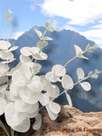 19'' EUCALYPTUS  BUSH ( B1601-White )