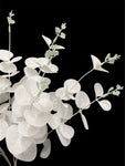 19'' EUCALYPTUS  BUSH ( B1601-White )