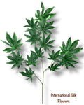 27'' Lucky Leaf Japanese Maple ( GLS67 )