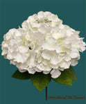 18'' Hydrangea Bush ( B5K70-Cream )