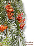 31" Faux Pepper Berry Vine ( PVP310-BC )