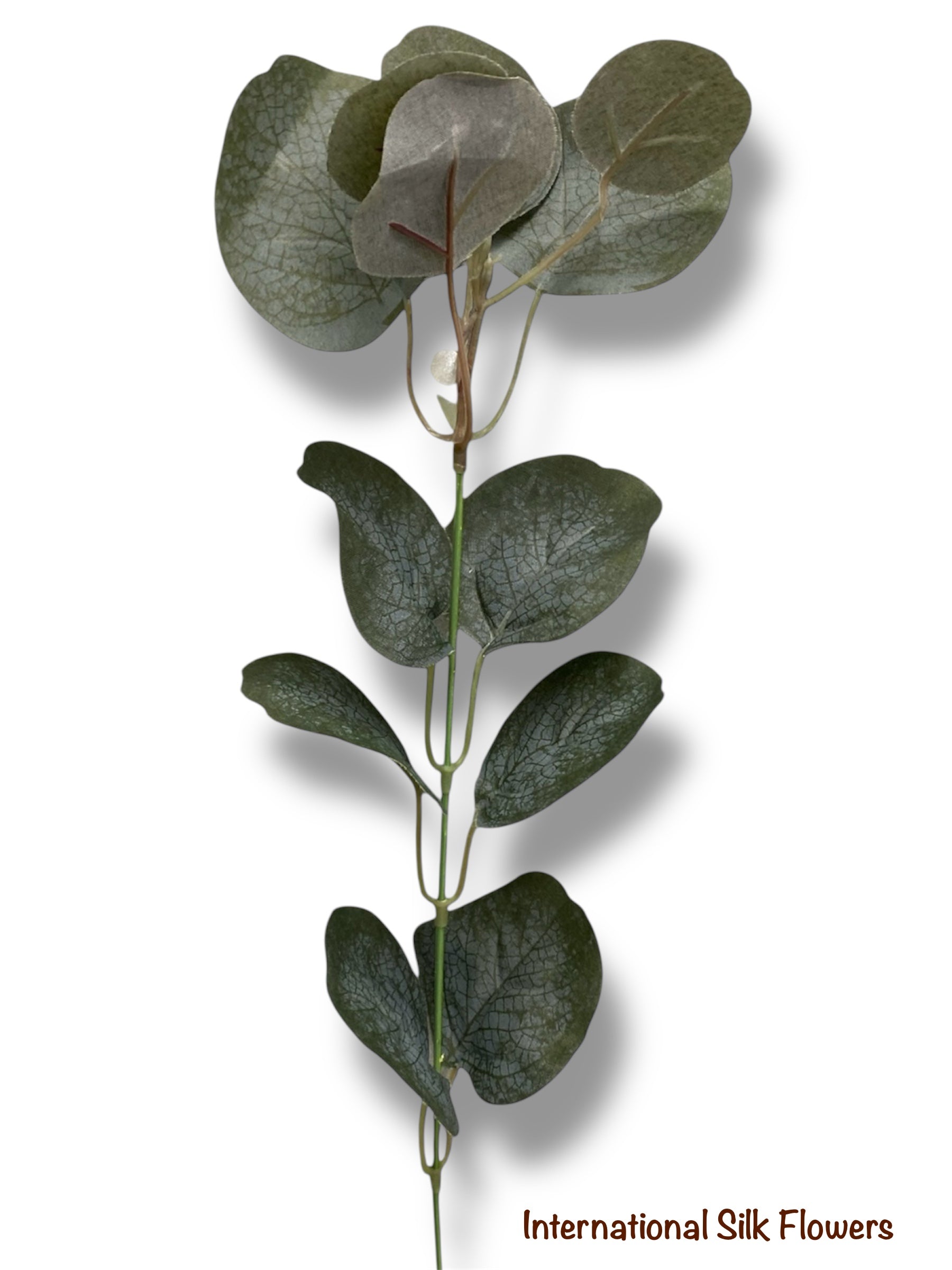 20'' EUCALYPTUS/DOLLAR  BUSH  ( INT1033 )