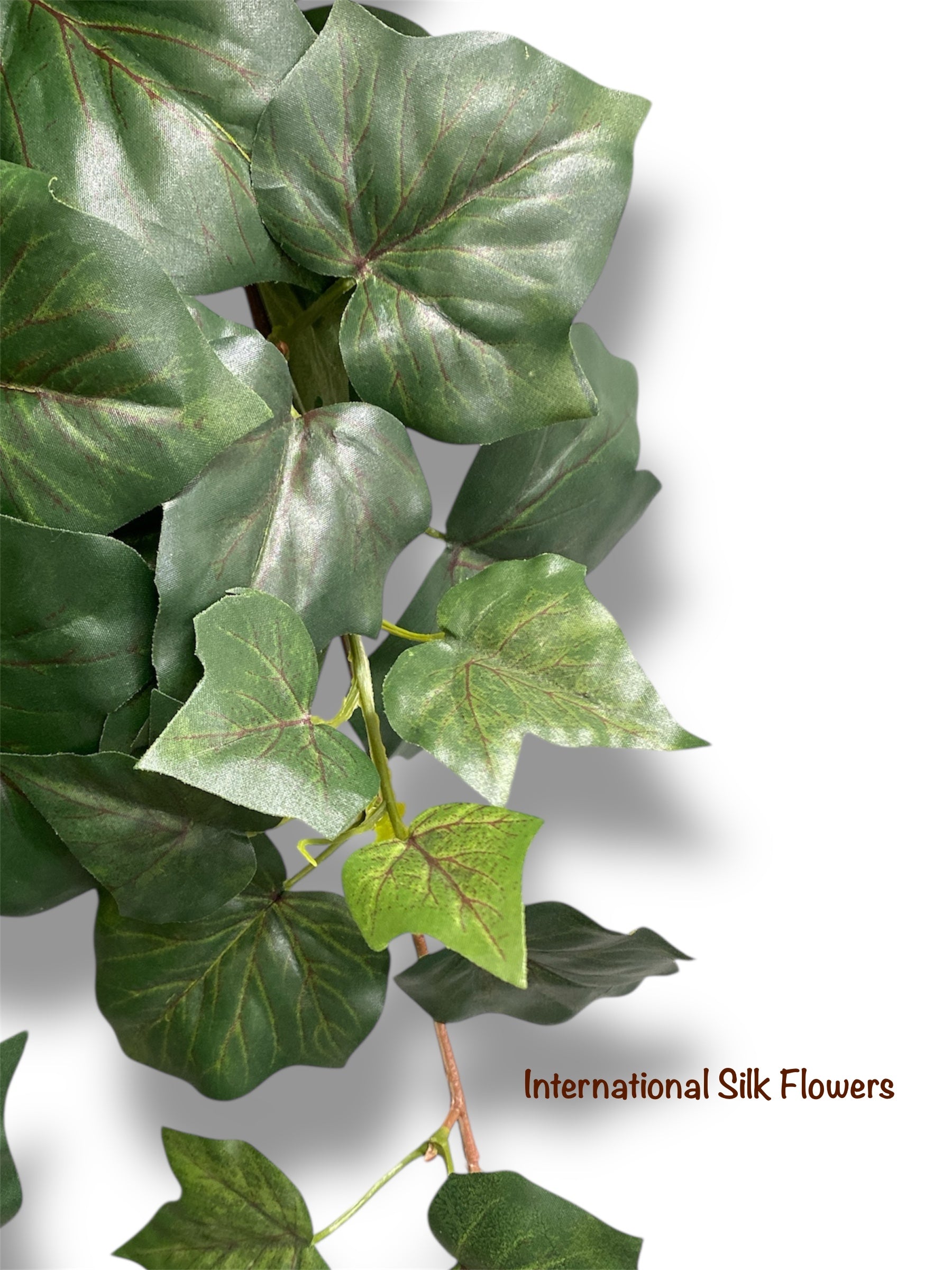 40'' Algerian IVY Hanging Bush ( BHF623 )