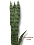 29'' Sansevieria Plant ( PS111-GR )