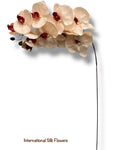 36" Silk Orchid Spray ( S1TJ16-Blush/Burgundy ) INT57A