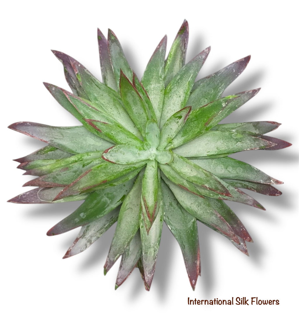 6.5'' SUCCULENT ( 199298-GN/PP )