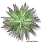 6.5'' SUCCULENT ( 199298-GN/PP )
