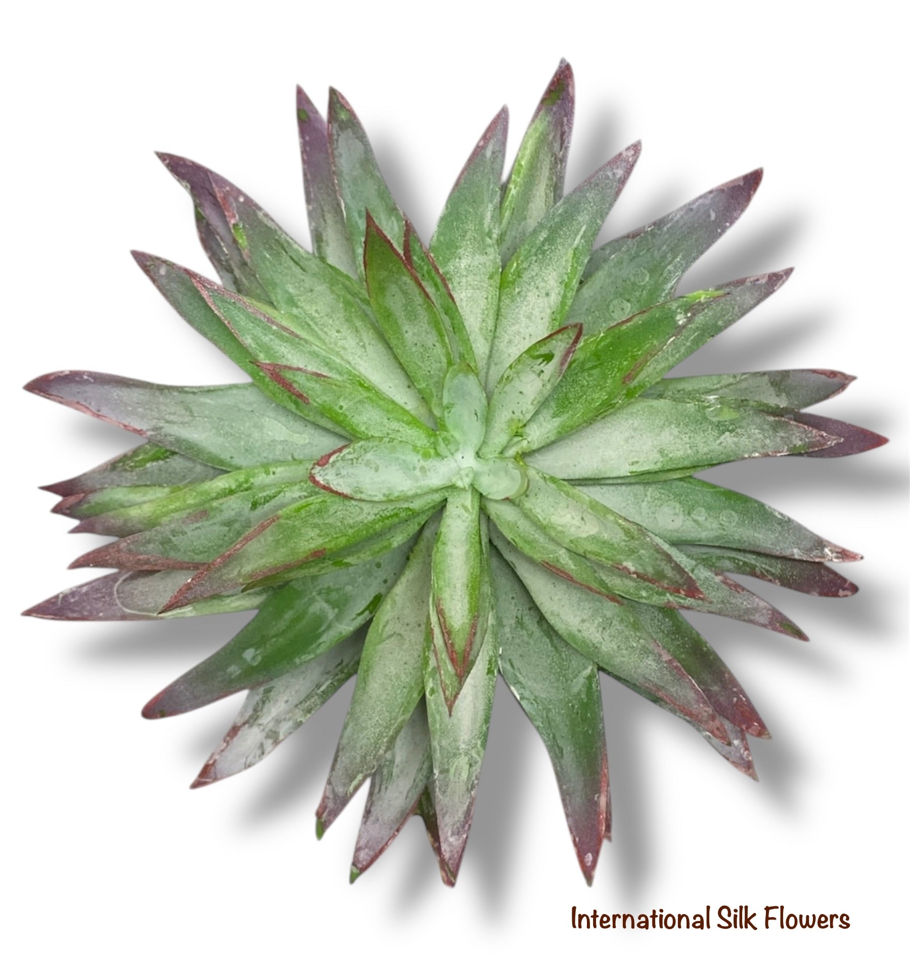 6.5'' SUCCULENT ( 199298-GN/PP )