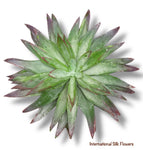 6.5'' SUCCULENT ( 199298-GN/PP )