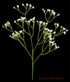 24” Faux Plastic Baby’s Breath ( SS999- Cream ) INT999