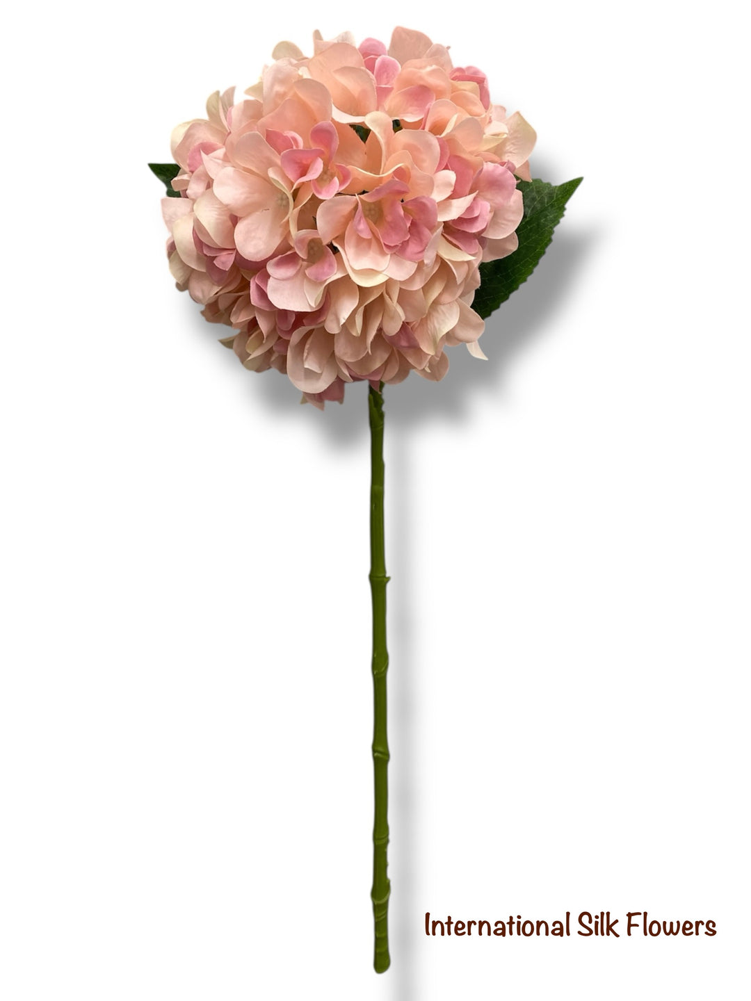 Hydrangeas – Tagged 