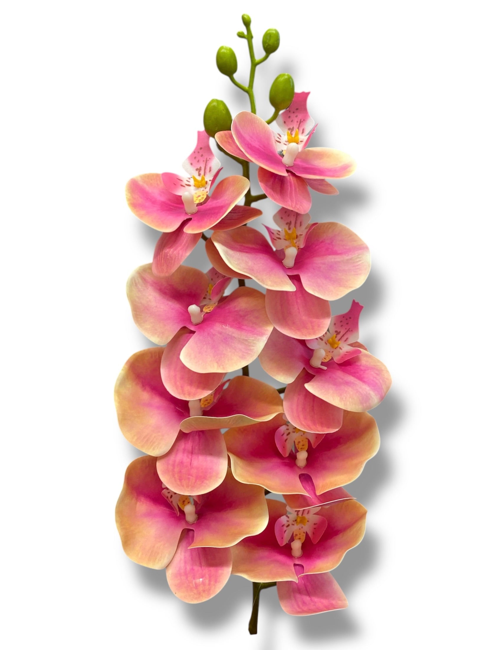 Los Angeles Wholesaler | 37'' Natural Touch Orchid ( INT053-Cream