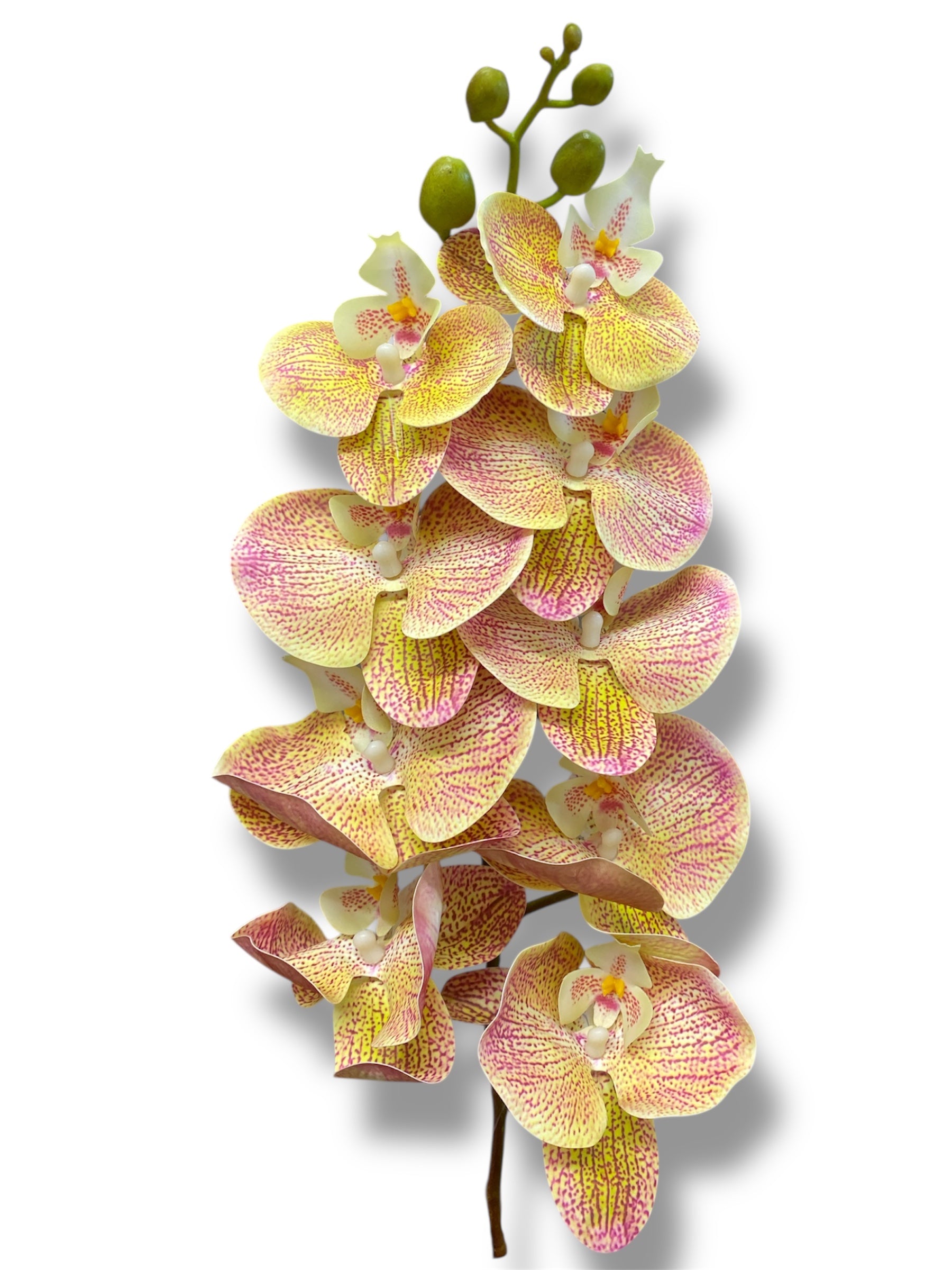 37'' Natural Touch Orchid ( INT053-Cream Pink )