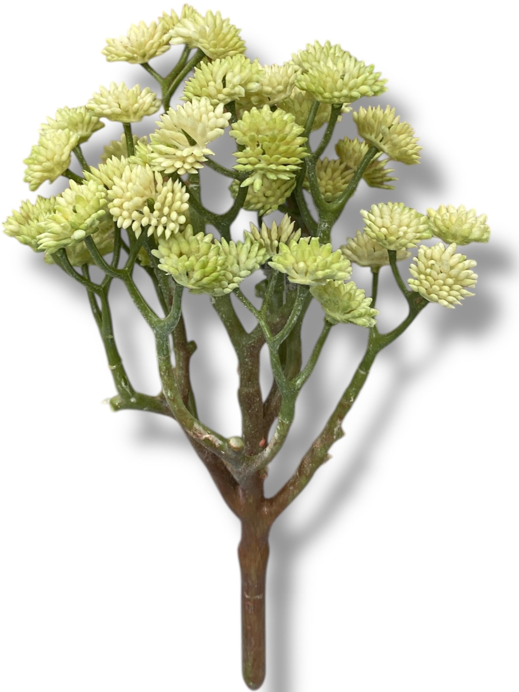 10'' Bishop's Seed plant ( 123991-Green )