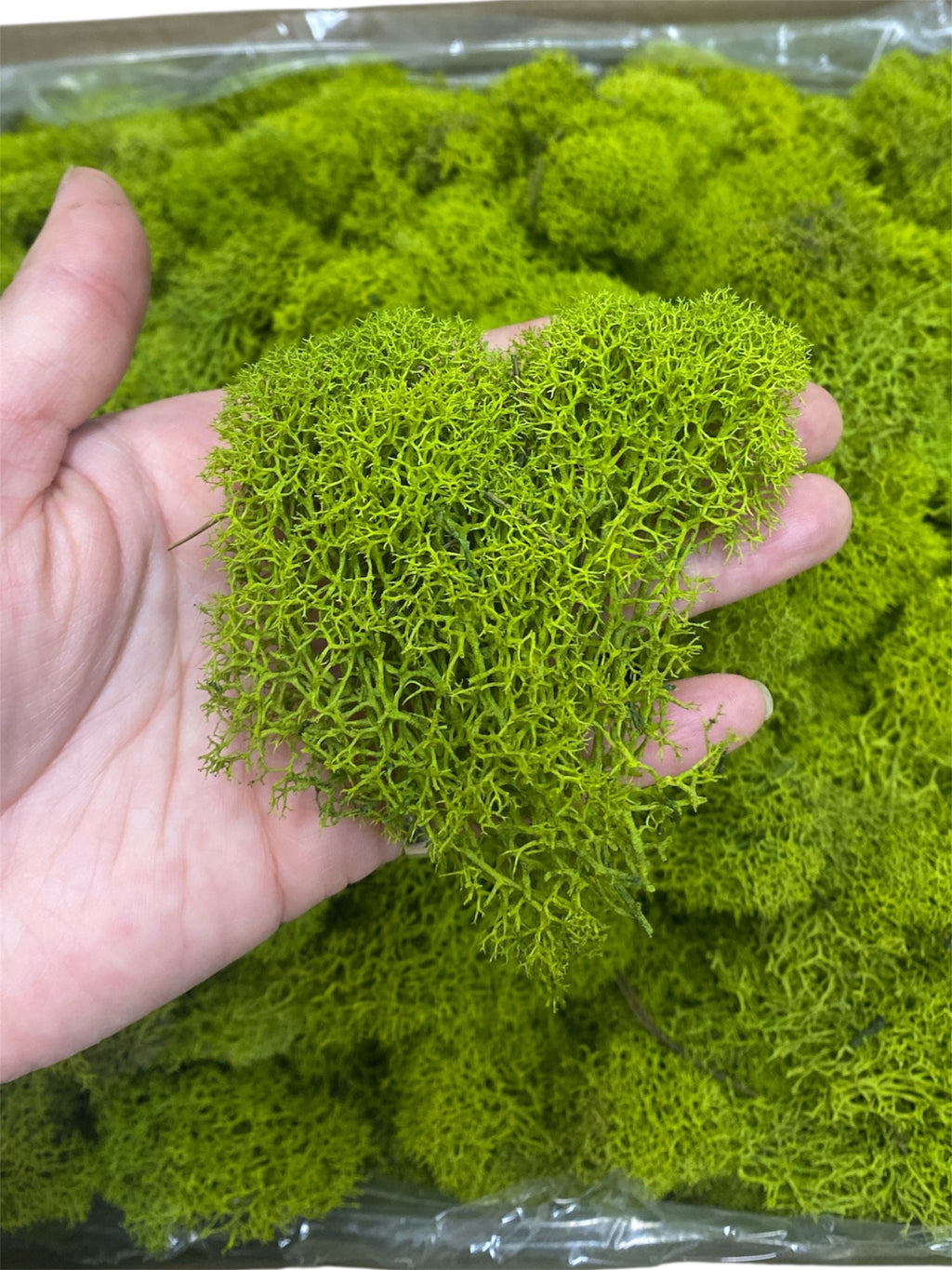 Reindeer Moss in Box 3LB  ( 21773 )