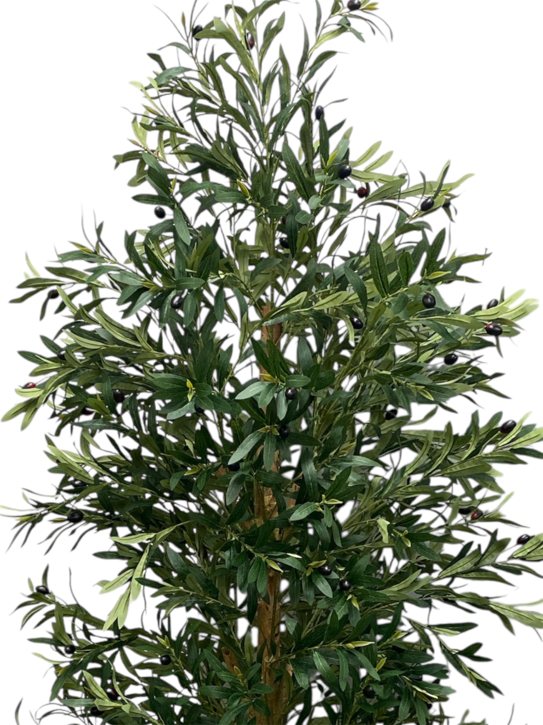 7' Olive Tree ( INT81215 )