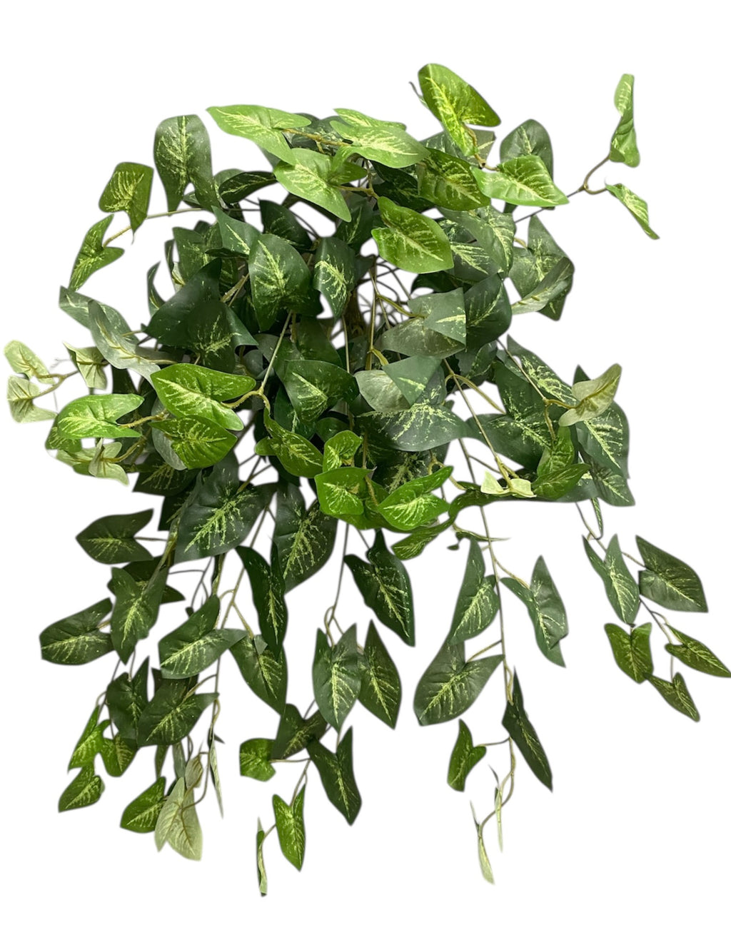 26'' Arrowhead Nephtitis Hanging Bush ( INT578-GR )