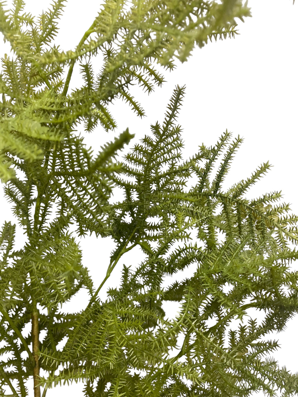 38" Asparagus Fern Spray ( PSF739-Green )