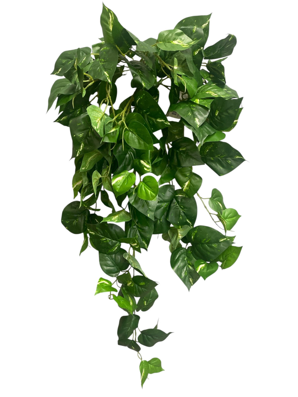 31'' Pothos Hanging Bush ( INT8425 )