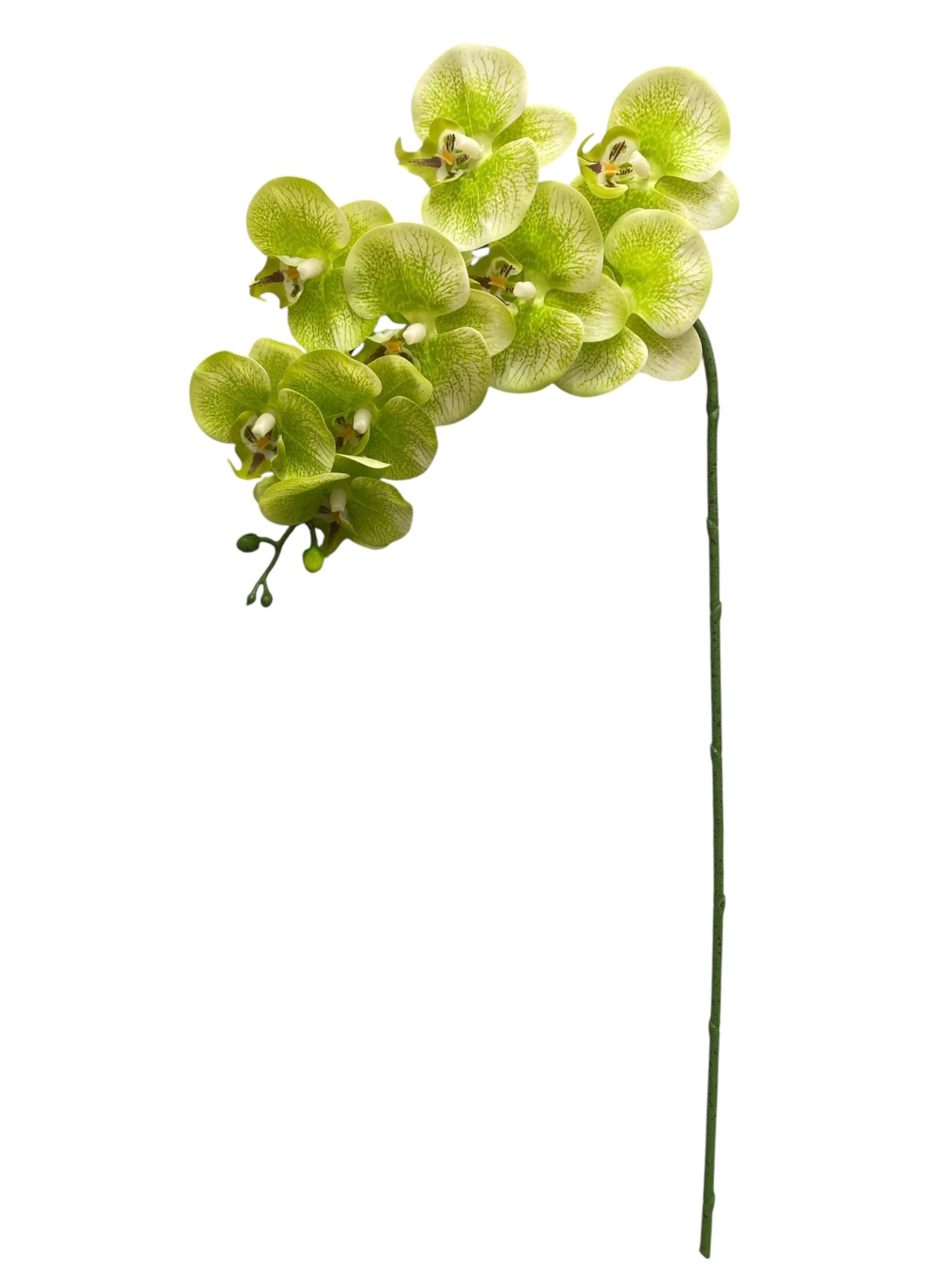 37'' Real Touch Single Orchid ( INT055-#3 Green )