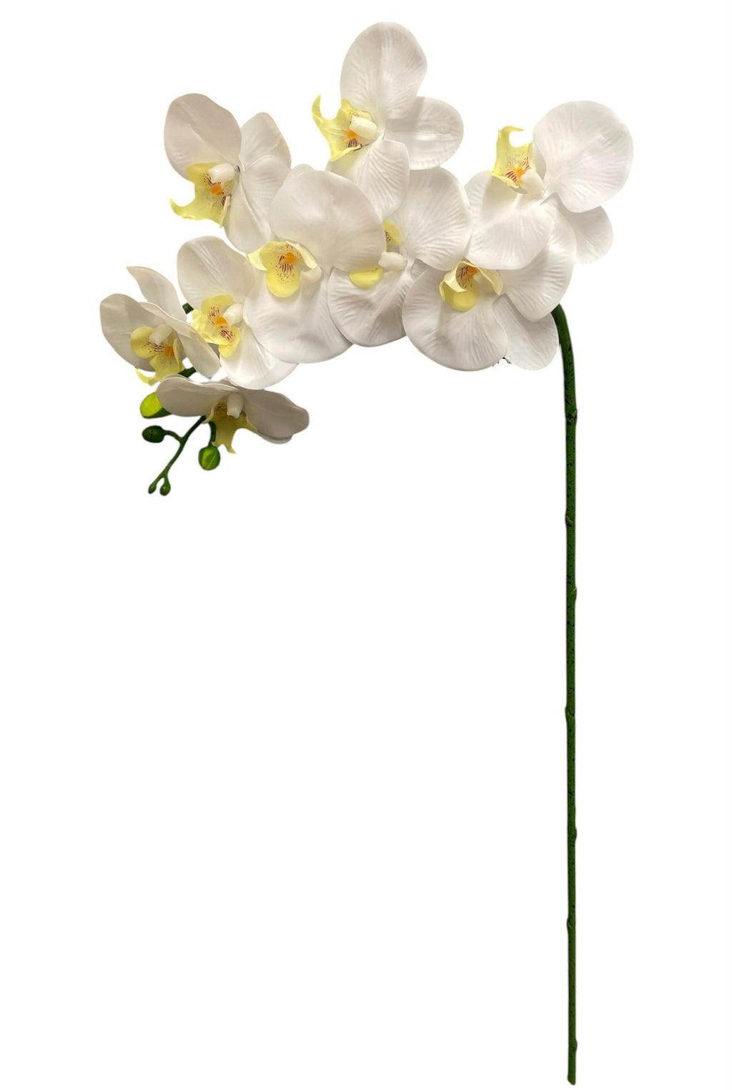 37'' Real Touch Single Orchid ( INT055-#10 Cream )