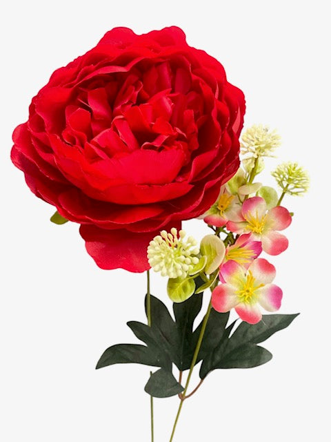20'' Peony Bush. ( WHB25302-#6 Red )