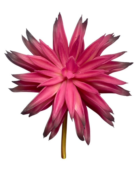 6'' Echeveria Pick ( SGS025-1087-Burgundy )