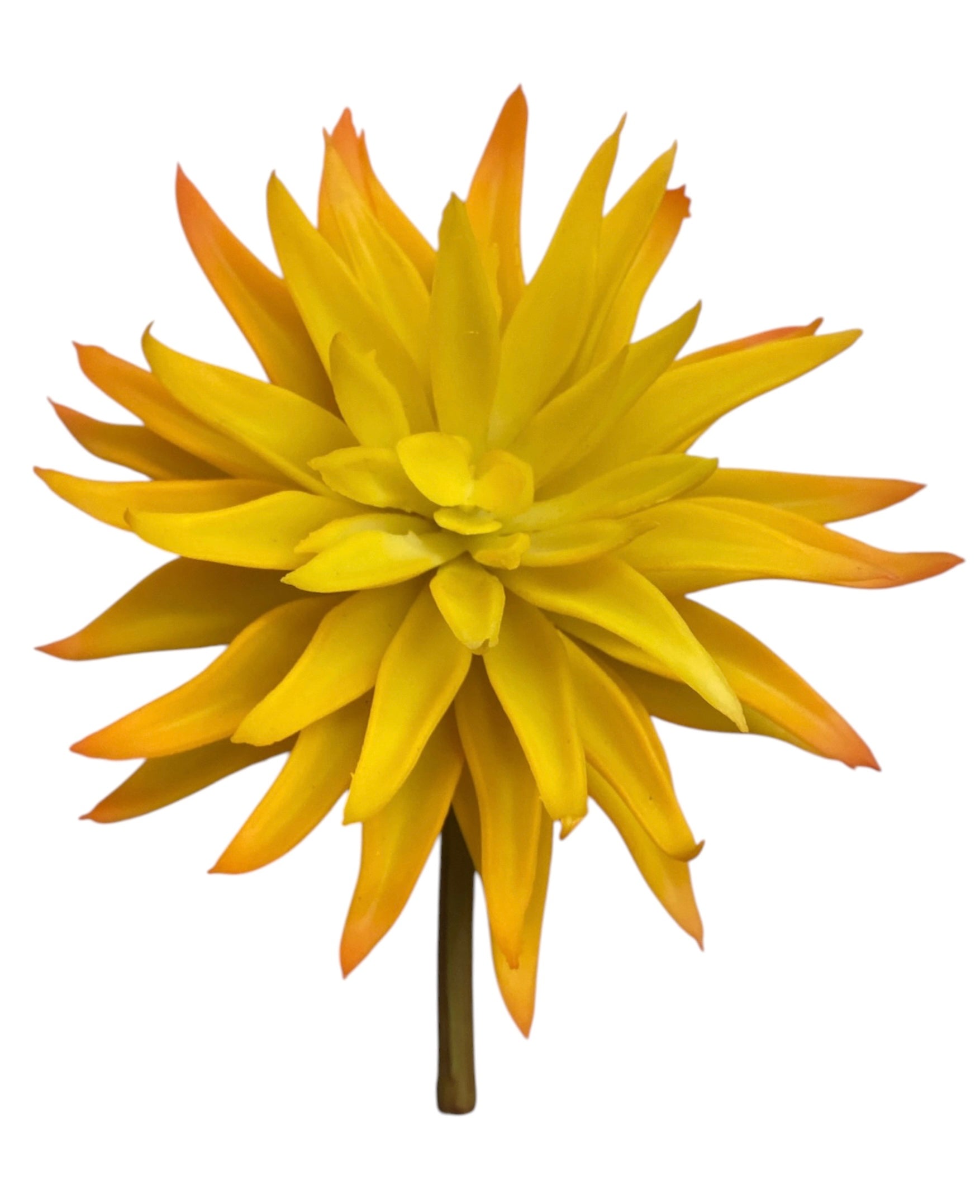 6'' Echeveria Pick ( SGS025-1087-Yellow )