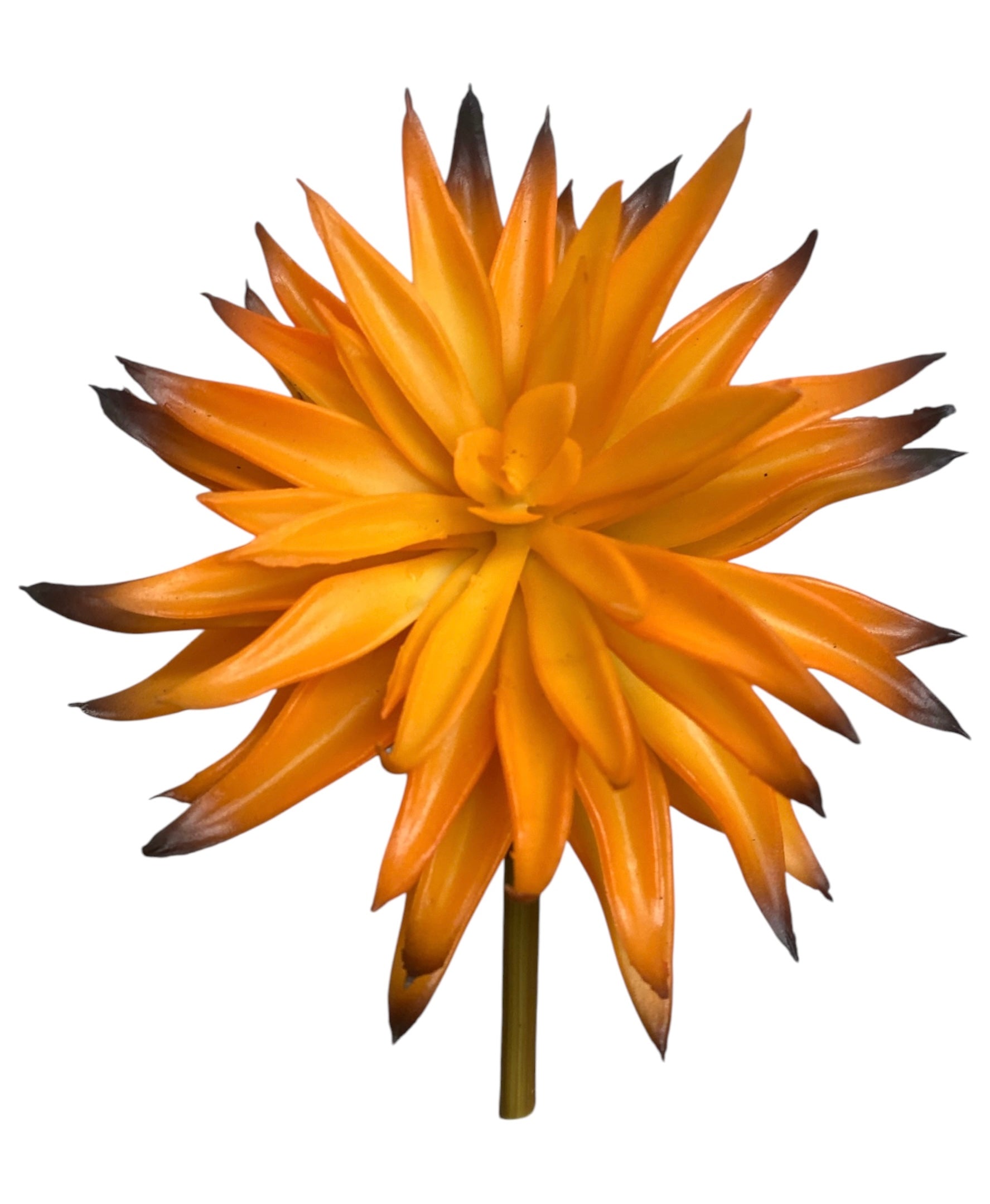 6'' Echeveria Pick ( SGS025-1087-Orange )